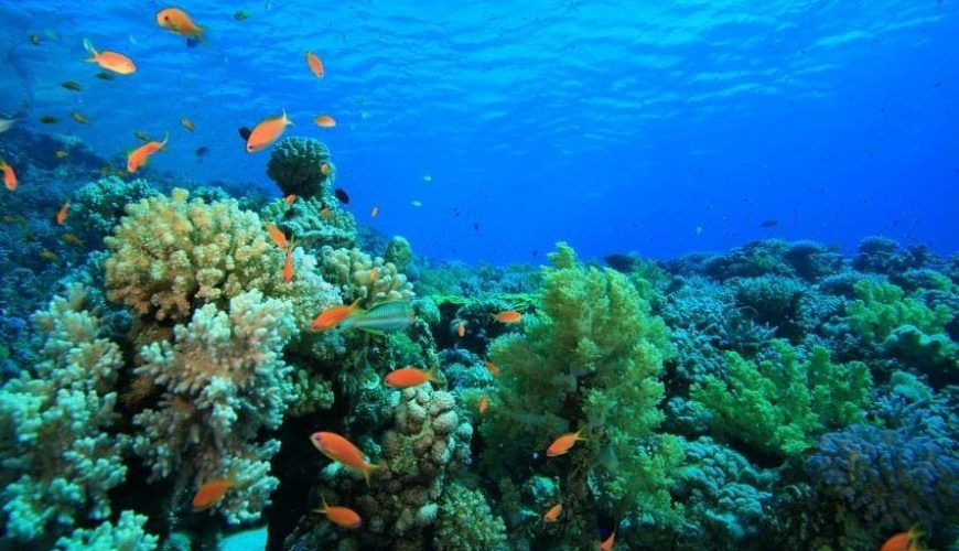 Abu Galum and the Blue Hole Journey
